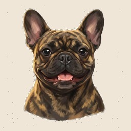 Brindle Frenchie
